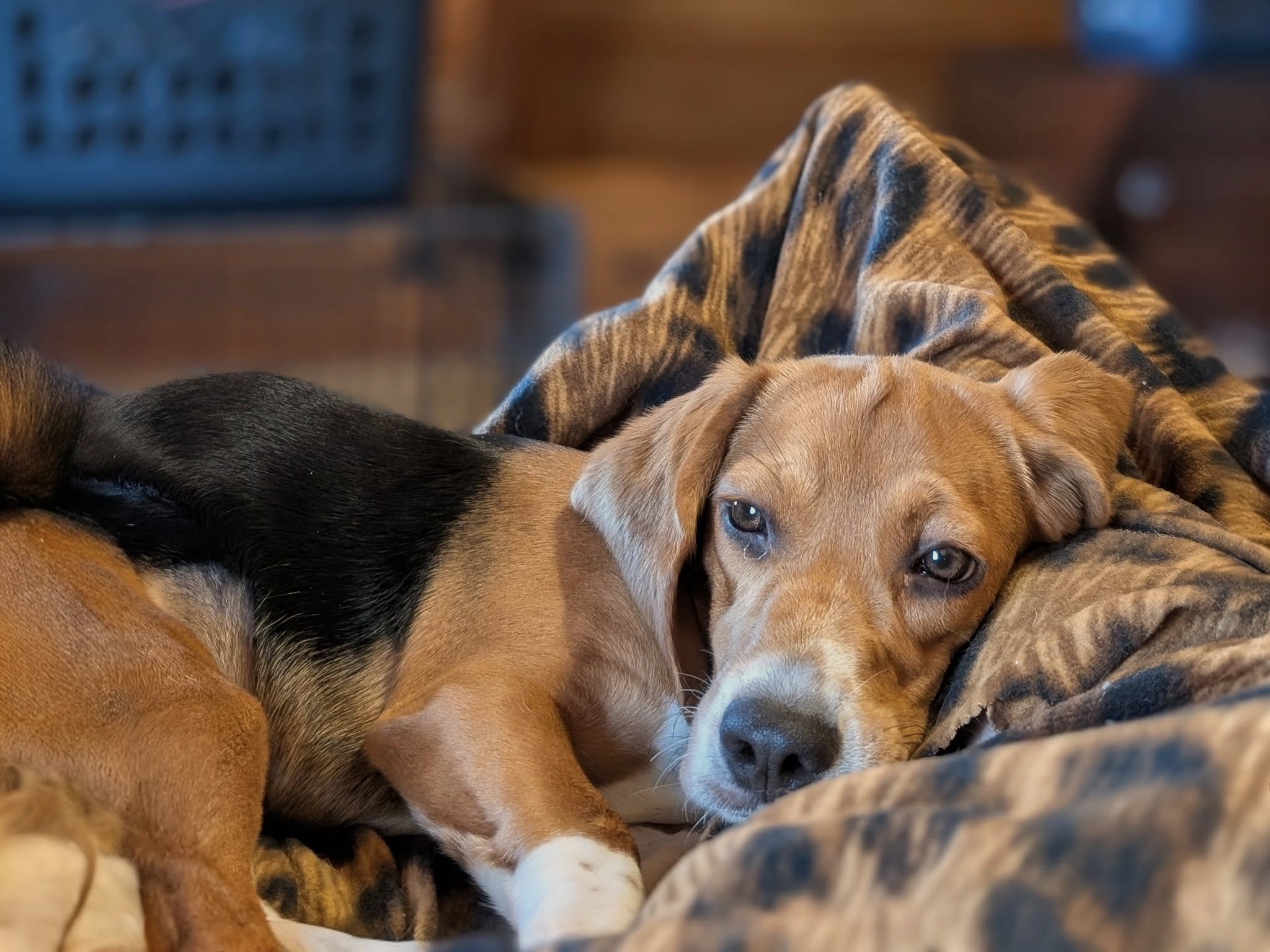 Elenora "Ella" - Photo 2