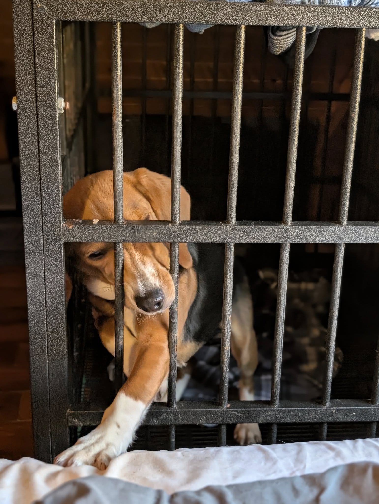 Elenora "Ella" - Photo 3