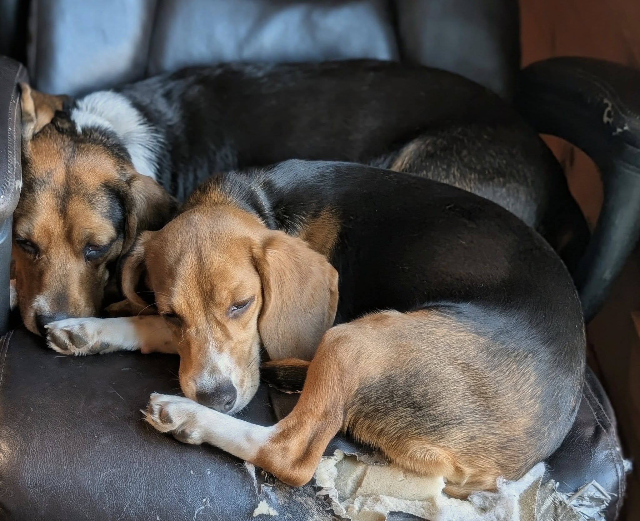 Elenora "Ella" - Photo 4