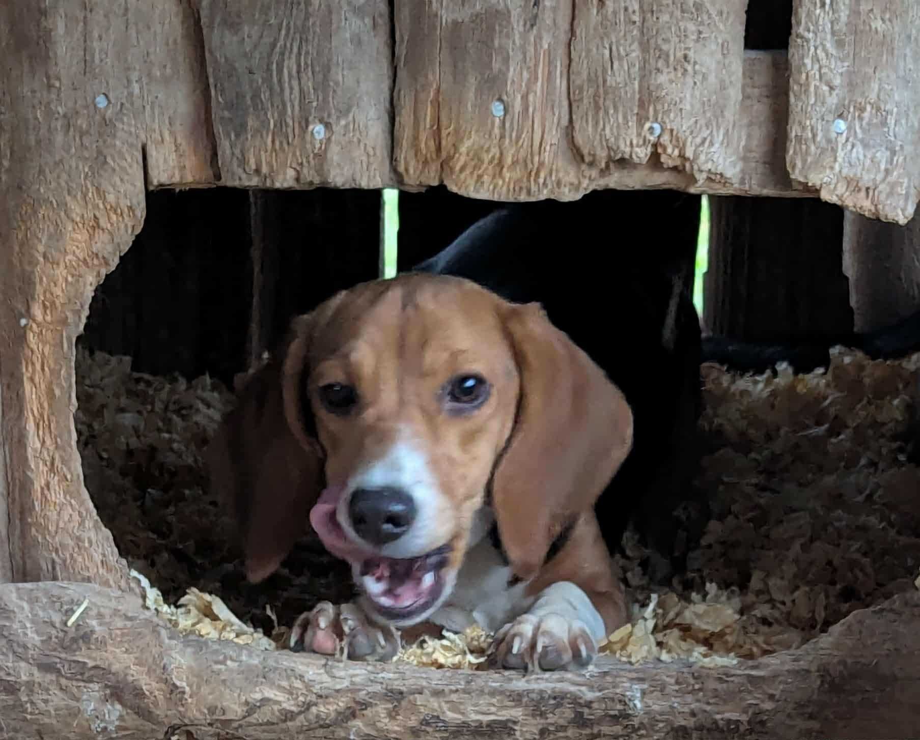 Elenora "Ella" - Photo 5