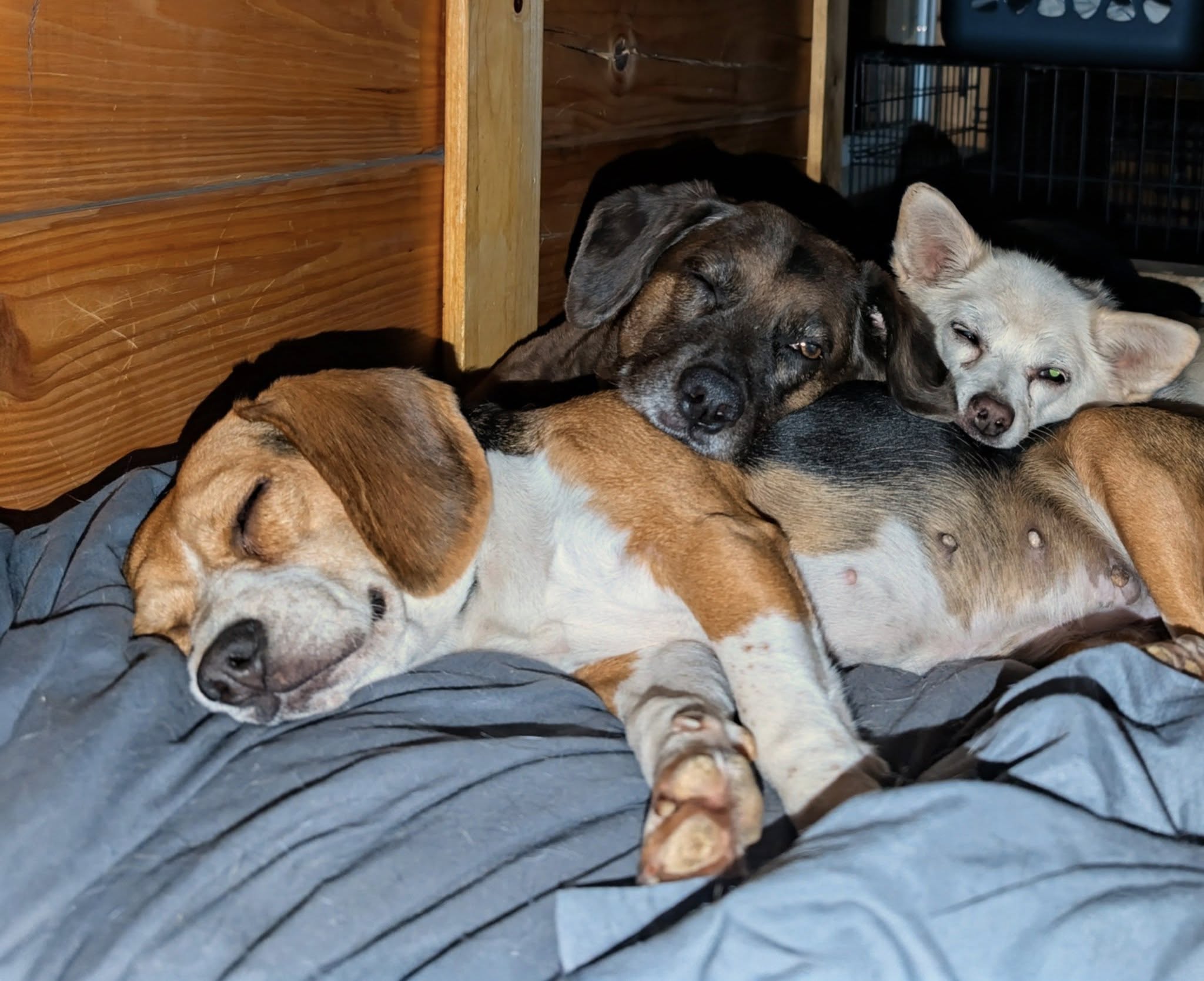 Genesy "Jesse" - Photo 2