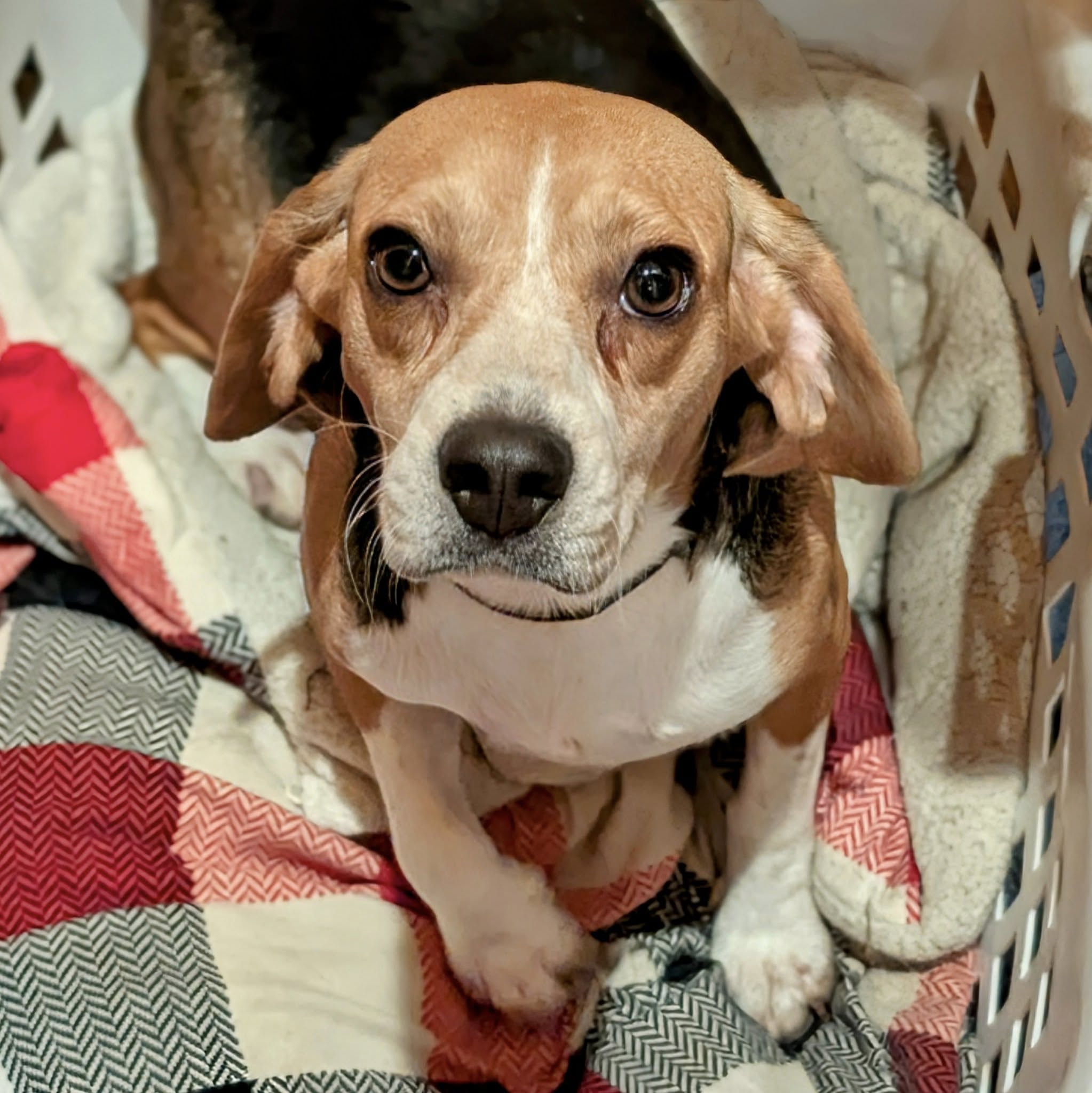 Genesy "Jesse" - Photo 3