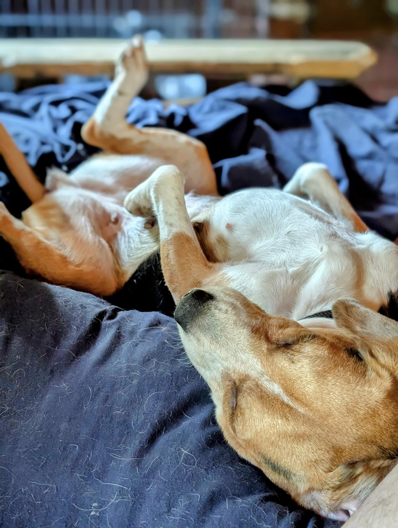 Genesy "Jesse" - Photo 4